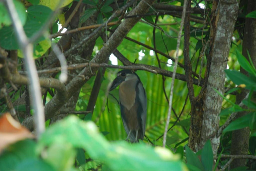 Hotel La Isla Parrita Luaran gambar